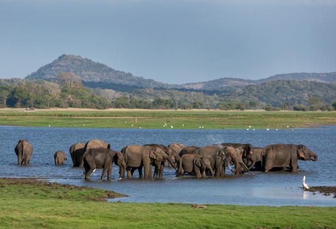 Minneriya National Park