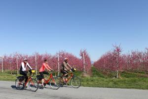 Puro piacere in Piemonte - Tour in bicicletta