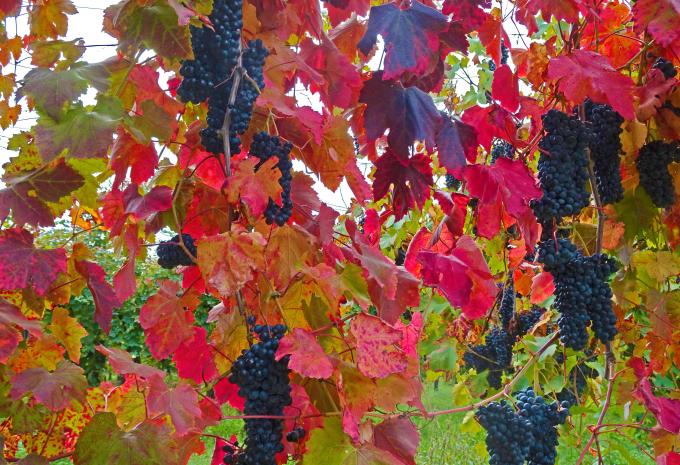 Genuss pur im Piemont - Velotour