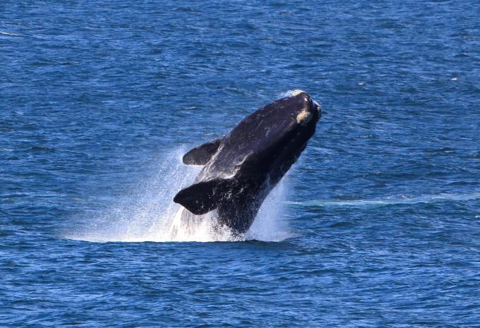 Rundreise - Grönland