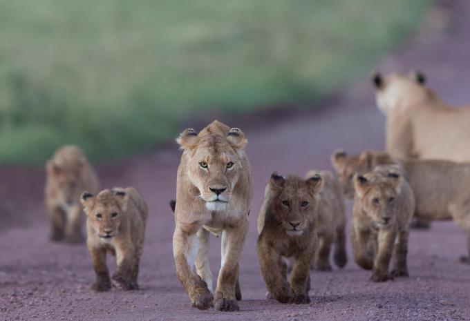 Sansibar & Serengeti - Safari & Baden