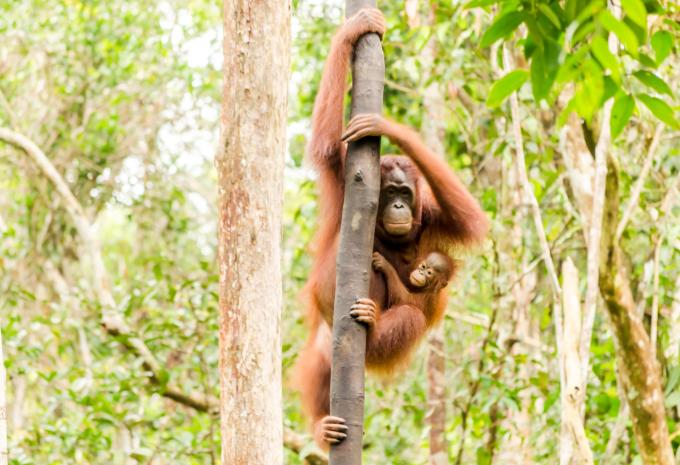 Orangutan - Giava - Bali - Tour