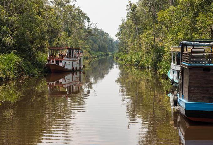Orangutan - Giava - Bali - Tour