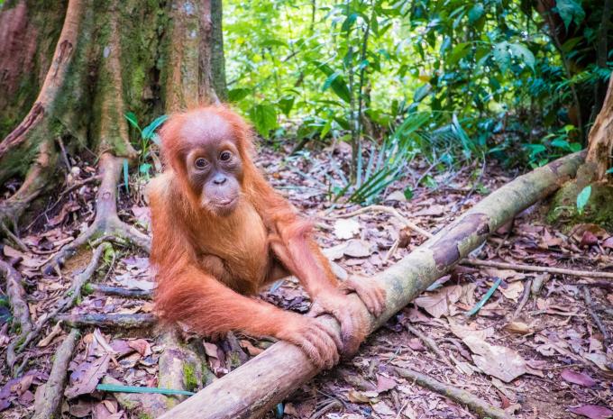 Orangutan - Giava - Bali - Tour
