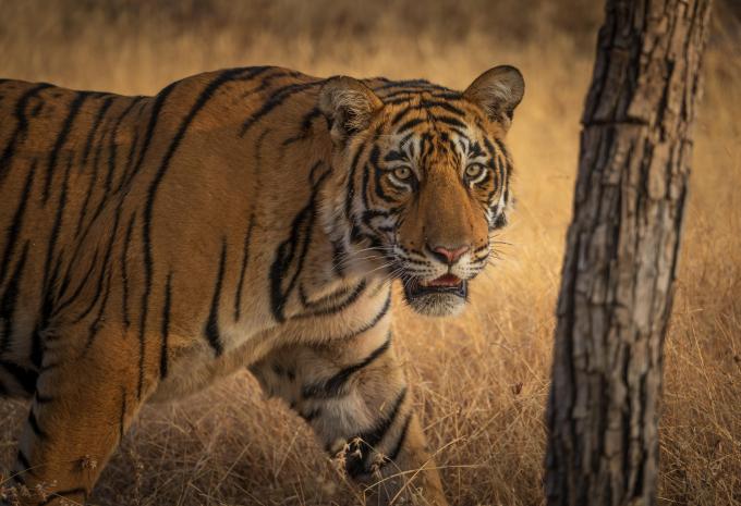 Parco nazionale di Ranthambore