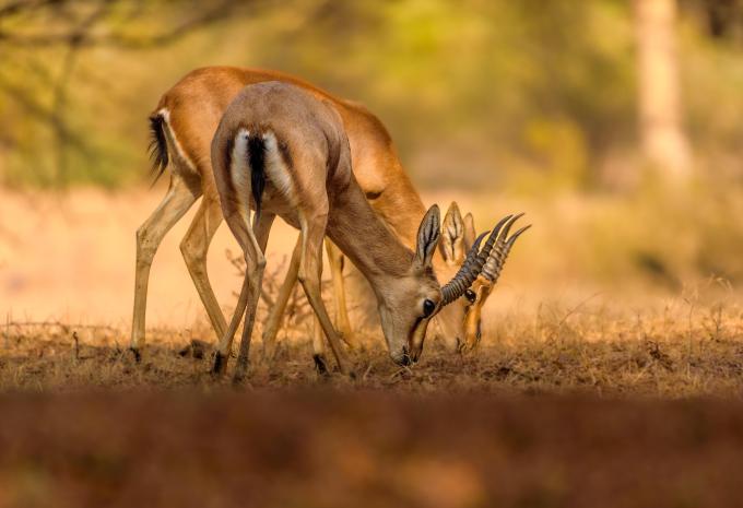 Parco nazionale di Ranthambore