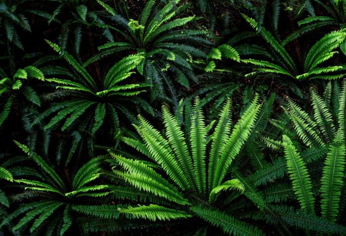 Fauna auf Ulva Island