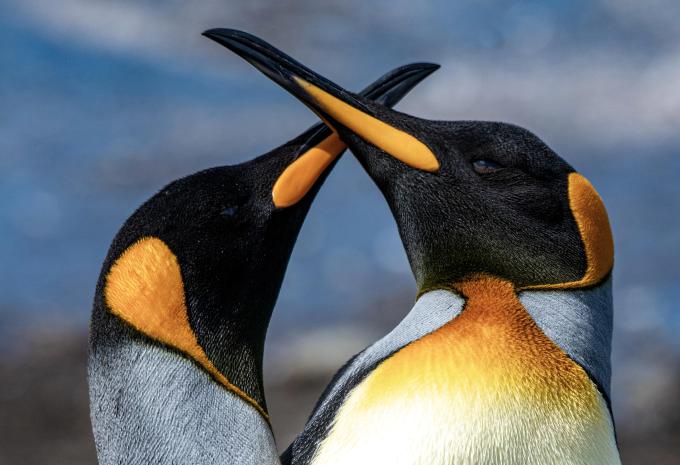 Pinguine auf Macquarie Island