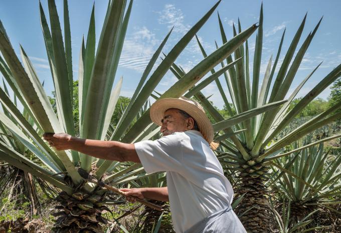 Mexique - Guatemala - Belize Circuit et mer « Sur les traces des Mayas »