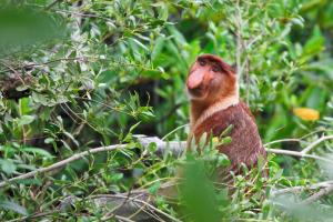 Malaysia & Borneo - Rundreise & Baden