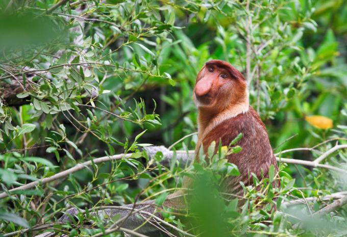 Malaysia & Borneo - Rundreise & Baden