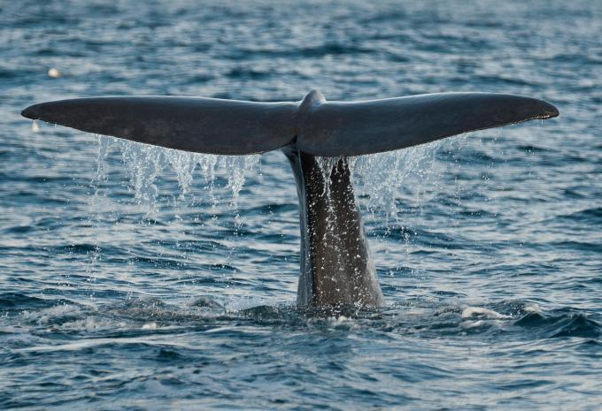 Azzorre & Lisbona - Giro delle isole & tour della città