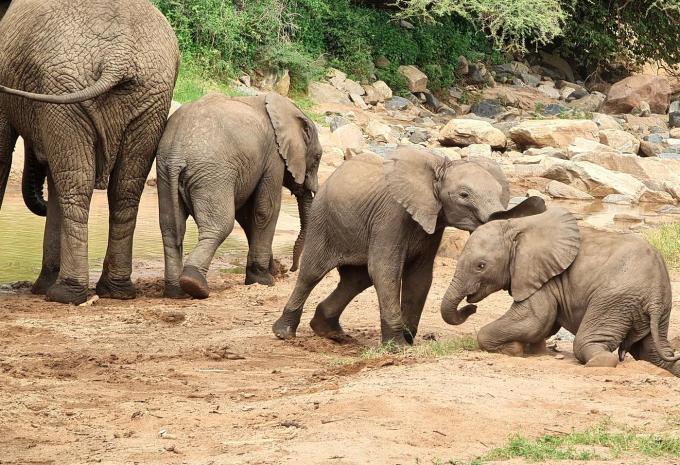 Tanzania e Zanzibar - Safari & soggiorno balneare
