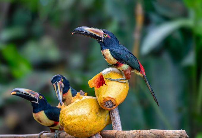 Costa Rica - Rundreise & Baden