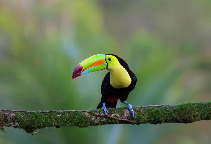 Costa Rica - Circuit et Baignade