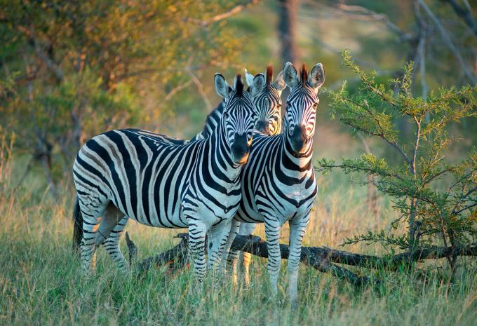 Kruger-Nationalpark