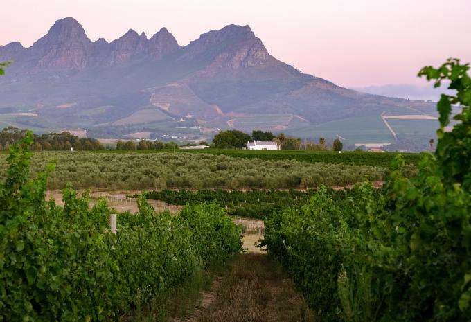 Weinberge, Stellenbosch