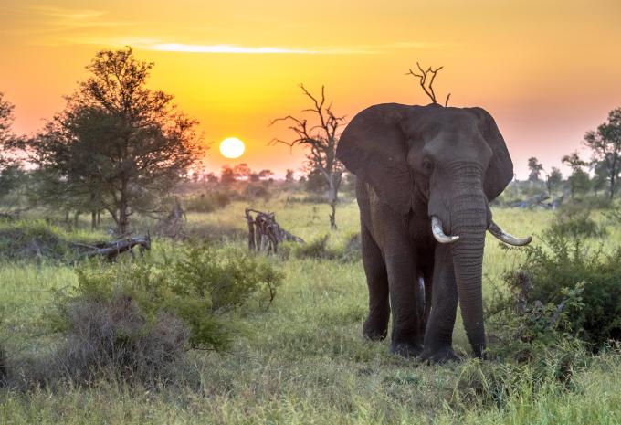 Kruger-Nationalpark