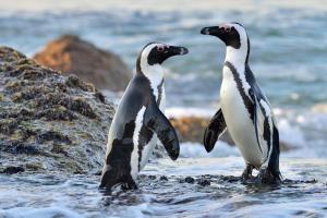 Afrique du Sud - Le Cap, la Garden Route et les Big Five - Circuit