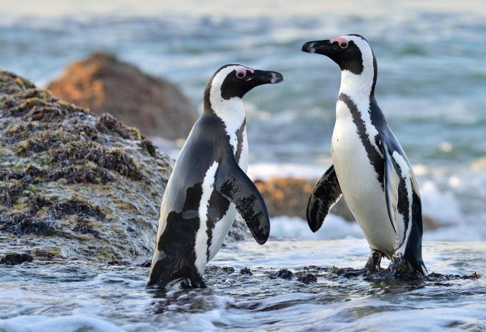 Pinguine am Boulders Beach