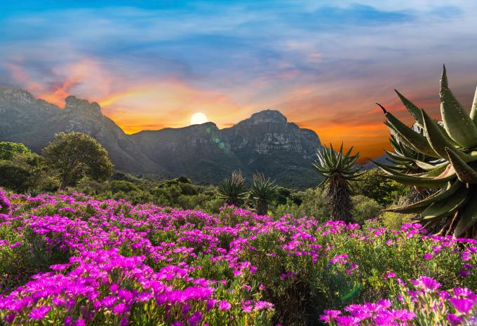 Botanischer Garten, Kirstenbosch