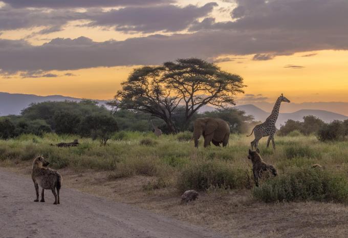 Kenya - Nel regno dei Big Five - Tour, Safari e soggiorno balneare