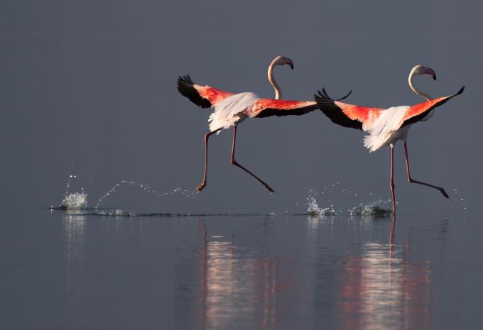 Kenya - Nel regno dei Big Five - Tour, Safari e soggiorno balneare