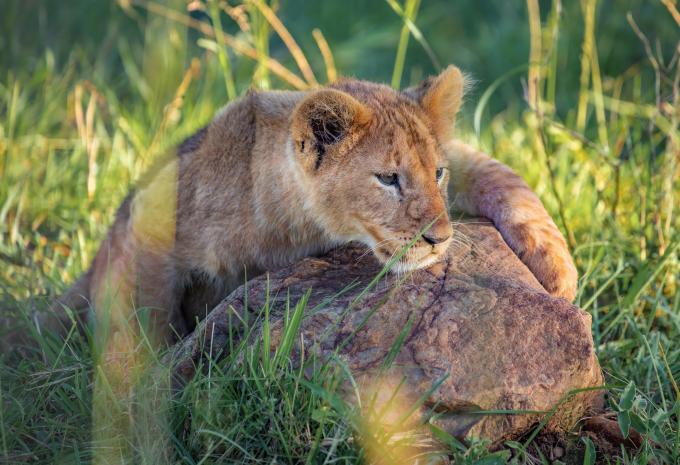 Kenya - Nel regno dei Big Five - Tour, Safari e soggiorno balneare