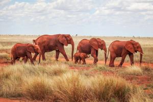 Kenya - Au royaume des Big Five - Circuit, Safari & séjour balnéaire