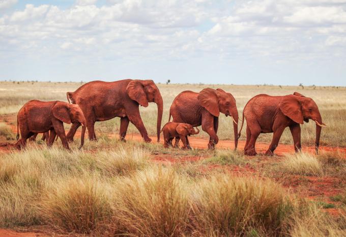 Kenya - Nel regno dei Big Five - Tour, Safari e soggiorno balneare