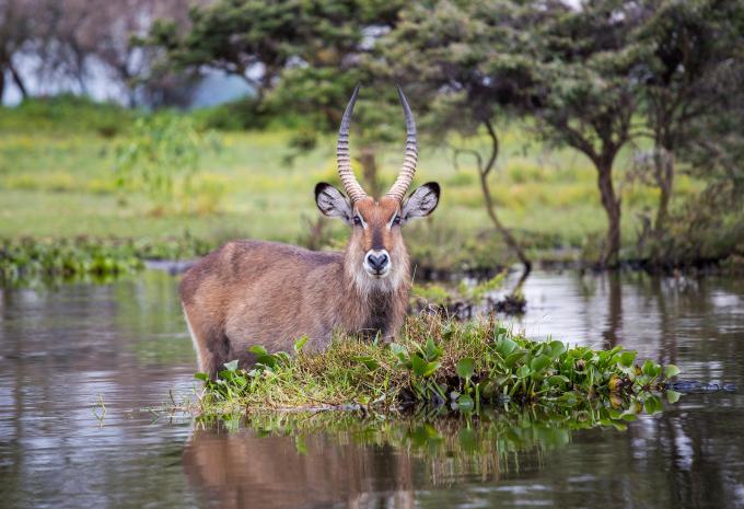 Kenya - Nel regno dei Big Five - Tour, Safari e soggiorno balneare