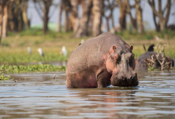 Kenya - Nel regno dei Big Five - Tour, Safari e soggiorno balneare