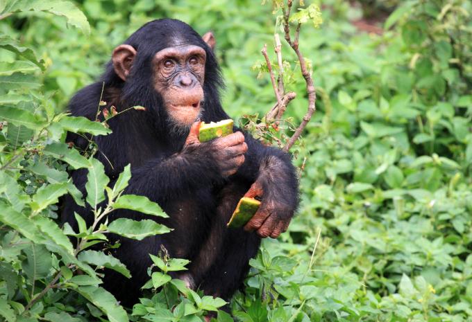 Uganda - Im Reich der Gorillas & Schimpansen - Rundreise & Safari