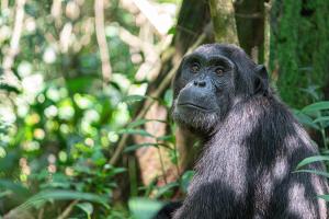 Ouganda - Au royaume des gorilles et des chimpanzés - Circuit et Safari