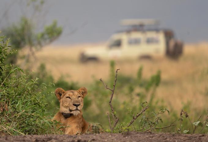 Uganda - Im Reich der Gorillas & Schimpansen - Rundreise & Safari