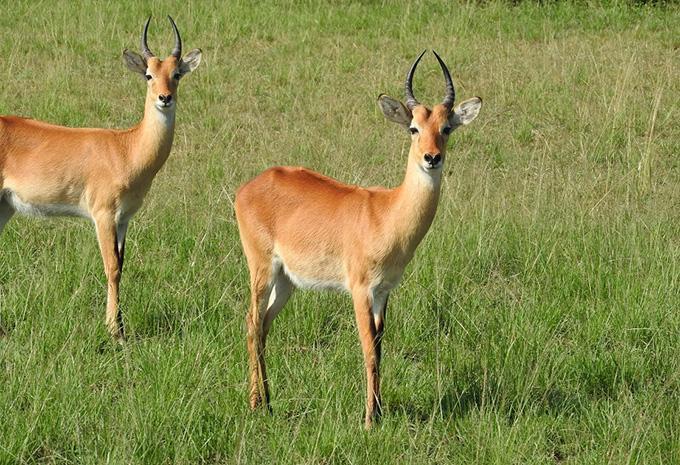 Impalas