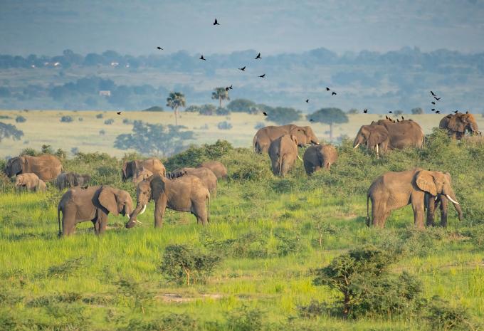 Murchison Falls - NP