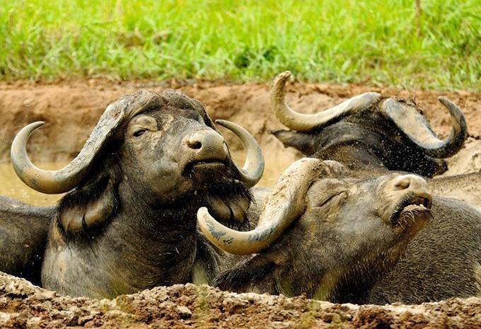 Uganda - Im Reich der Gorillas & Schimpansen - Rundreise & Safari