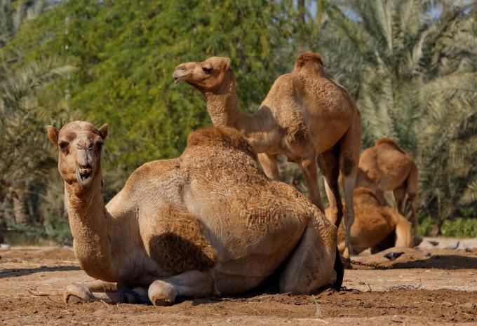 Bahrein - Tour della città & soggiorno balneare