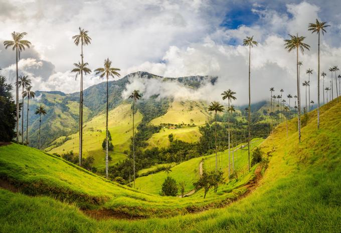 Cocora Tal