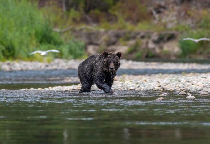 Circuit dans l'ouest du Canada avec l'île de Vancouver