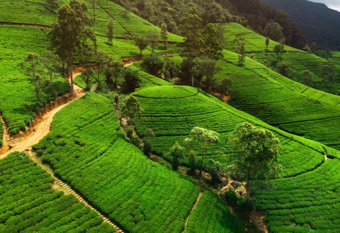 Nuwara Eliya