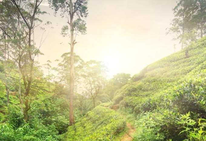 Sri Lanka - circuit et séjour balnéaire