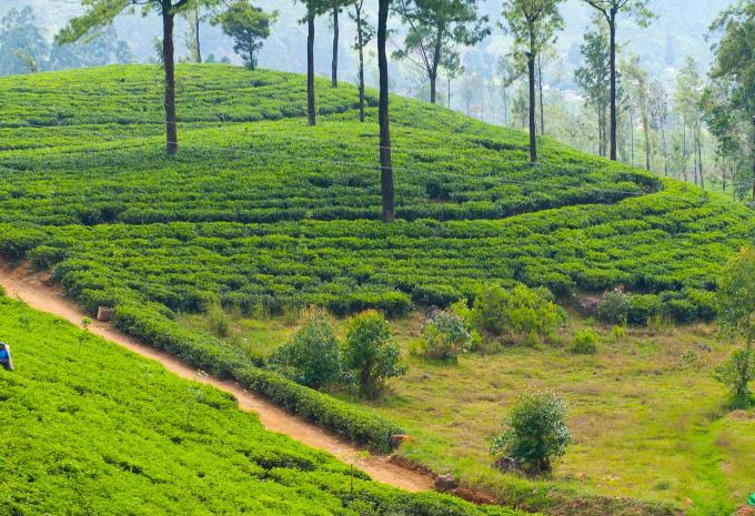 Sri Lanka - circuit et séjour balnéaire