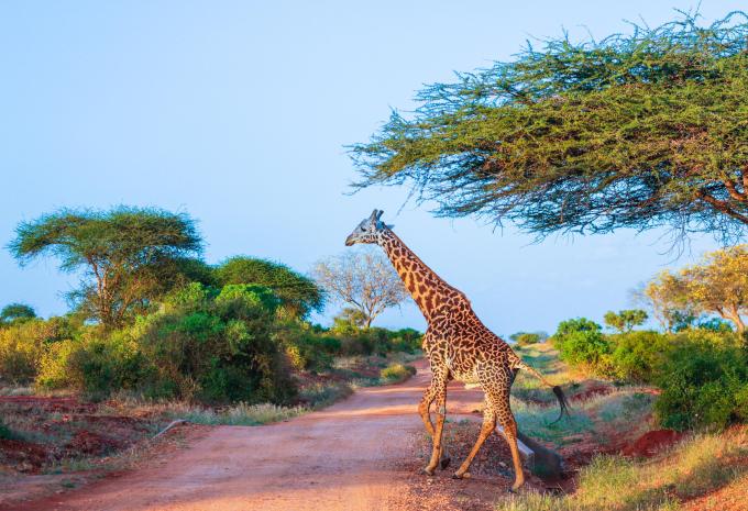 Tsavo - Nationalpark