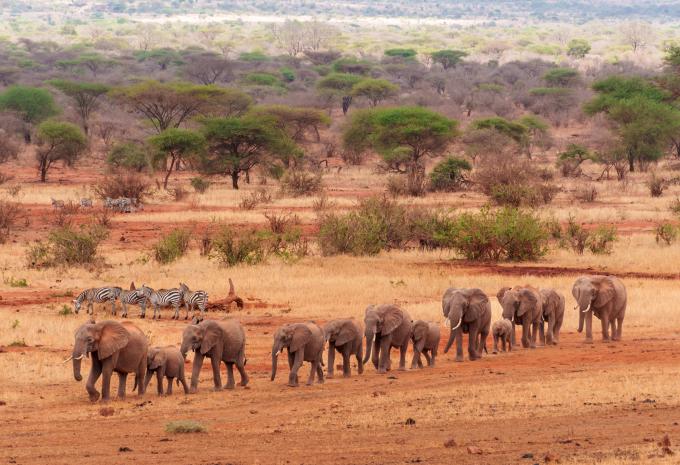 Tsavo - Nationalpark