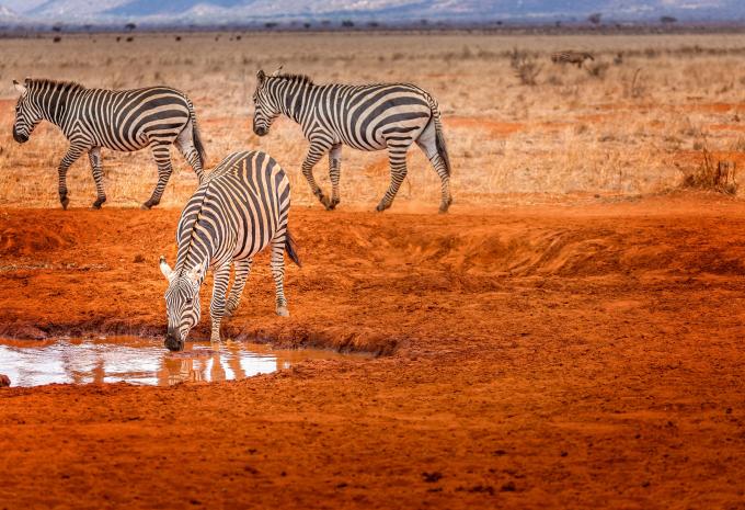 Tsavo - Nationalpark