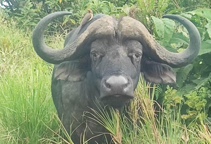 Kenia & Tansania - Safari