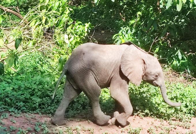 Kenia & Tansania - Safari