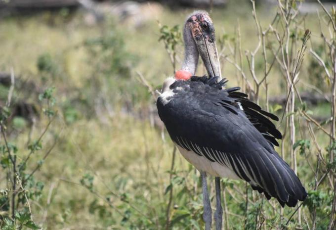 Kenia & Tansania - Safari
